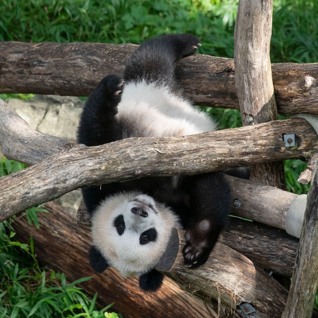 Xiao Qi Ji, anak panda Mei Xiang yang terkecil, tengah bergelantugan di struktur panjat kayu.