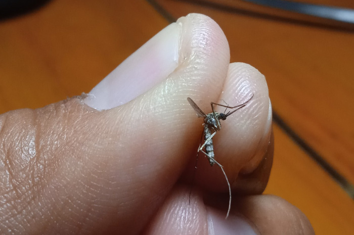 Penampakan nyamuk nakal yang di klaim sebagai nyamuk Wolbachia.