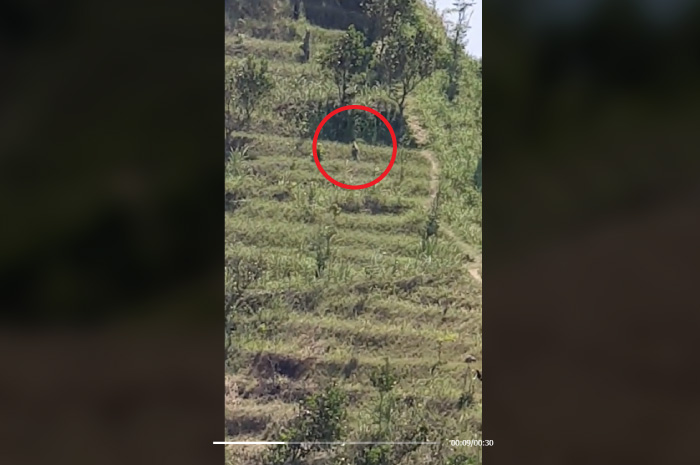 Tangkapan layar video viral di media sosial, yang diduga menampilkan seekor macan di Bukit Tugel Pantai Menganti.