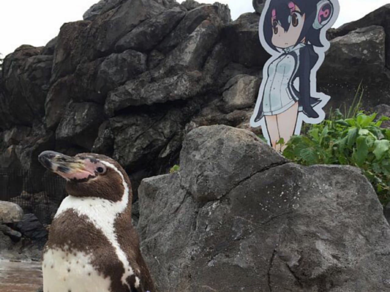 Kisah Cinta Unik Grape, Seekor Penguin yang Terobsesi Dengan Karakter Anime
