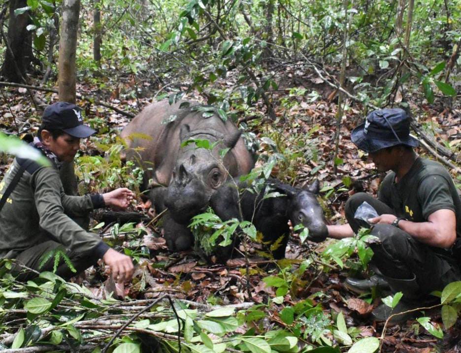 Kabar Gembira! Taman Nasional Way Kambas Kelahiran Satu Anak Badak Sumatera