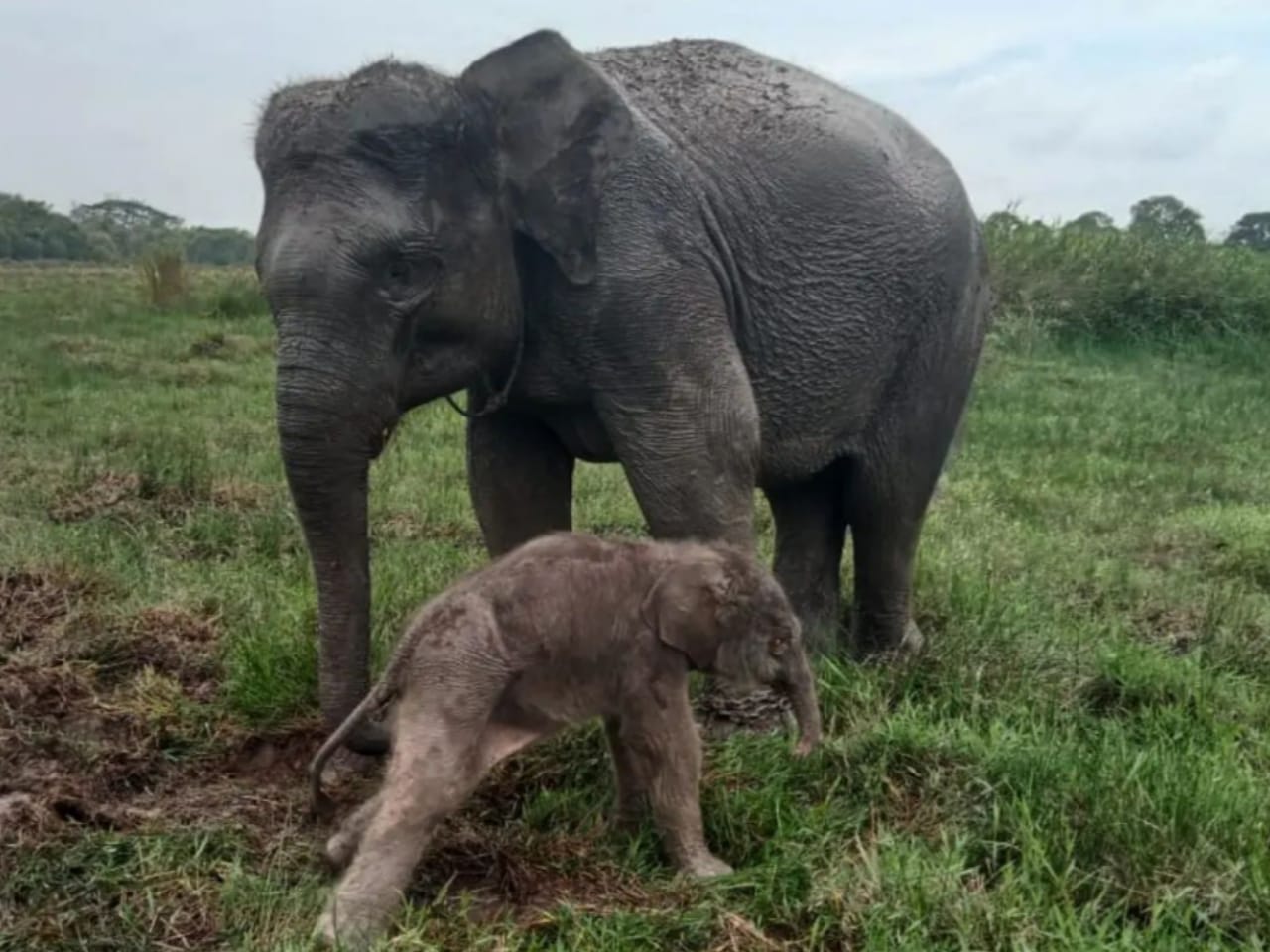 Lagi! Taman Nasional Way Kambas Ketambahan Kelahiran Seekor Bayi Gajah