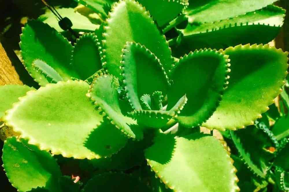Cocok Bebek Bisa Ditanam dengan Stek Daun