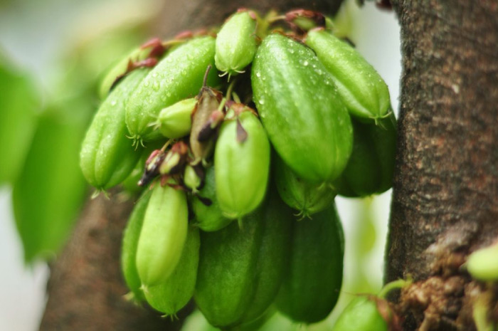 Manfaat Belimbing Wuluh atau Belimbing Sayur untuk Kesehatan