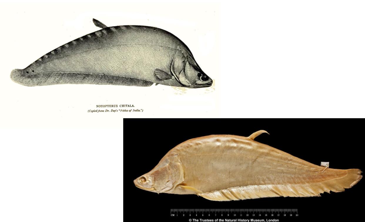 Ilustrasi dan spesimen ikan belida lopis