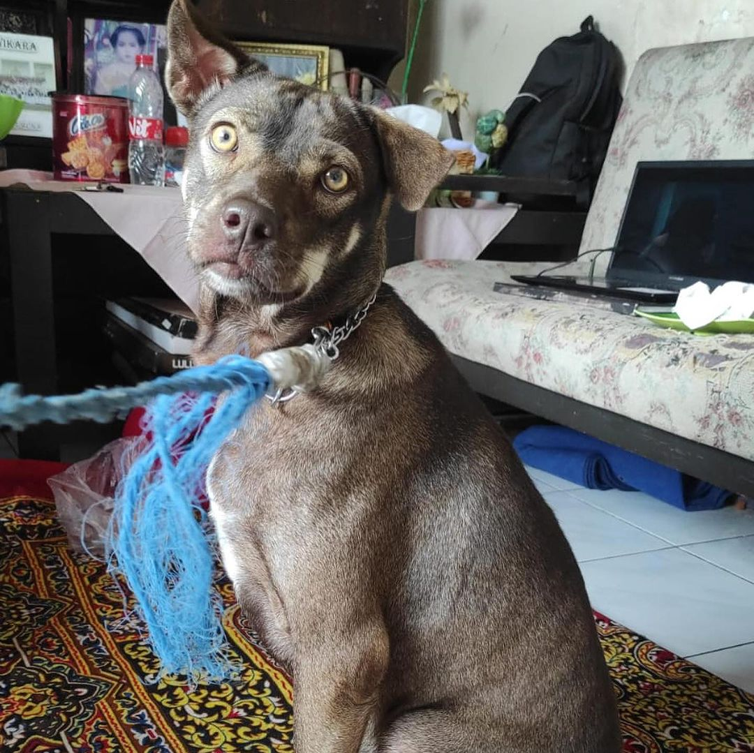 Lato, anjing peliharaan yang dibantai sadis oleh tetangga sang pemilik. (Instagram @jakartaanimalaidnetwork)