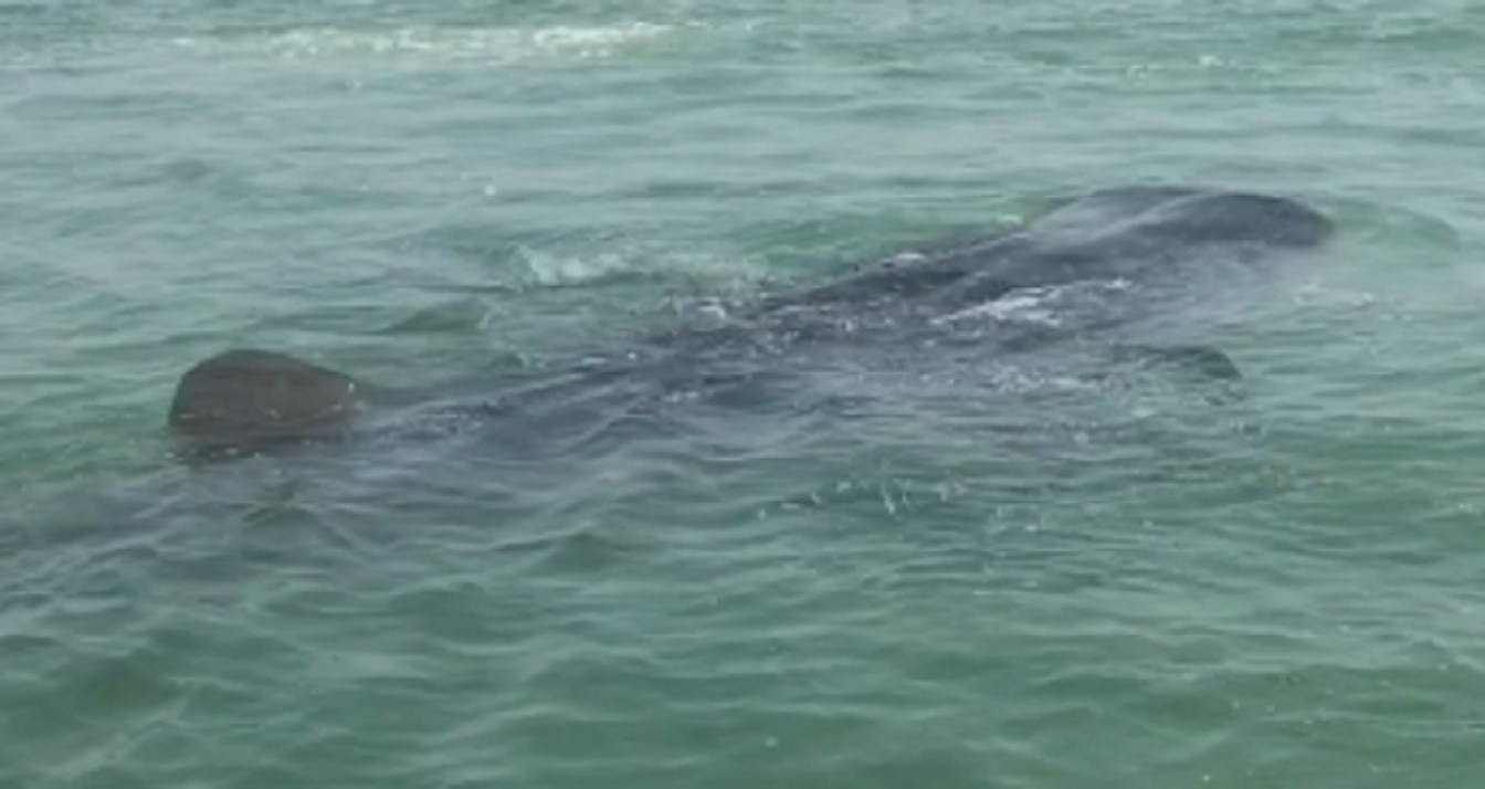 LANGKA : Whales Shark atau hiu paus terlihat di Pesisir Pantai Semarang, tepatnya di sekitar POJ City.