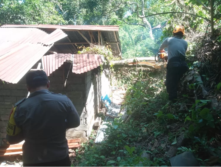 Pohon santan tumbang akibat diterjang angin dan menimpa rumah seorang warga di Karangasem Bali, Minggu (17/12/2023). (BPBD Karangasem untuk Radar Bali)