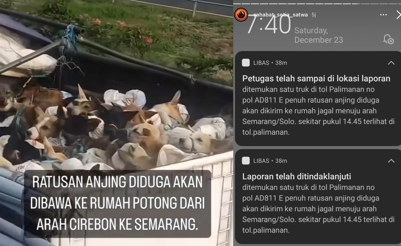 Ratusan Anjing Diduga Diangkut ke Arah Semarang Untuk Dikonsumsi