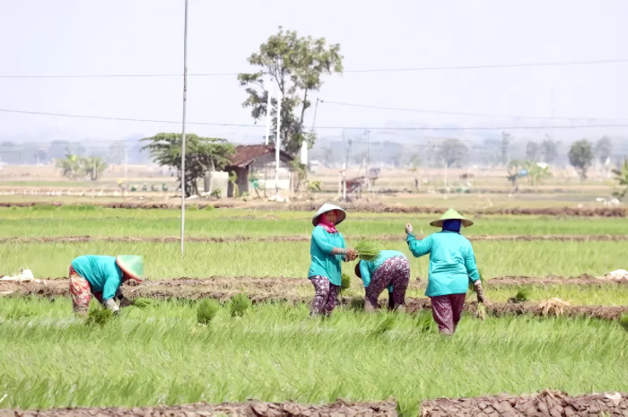 Aktivitas petani Blora yang sedang menanam padi di sawahnya.