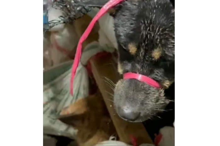 Polisi Amankan Truk Pengangkut 226 Hewan Anjing di Gerbang Tol Kalikangkung, Lima Orang Diperiksa di Polrestabes Semarang. (Istimewa)