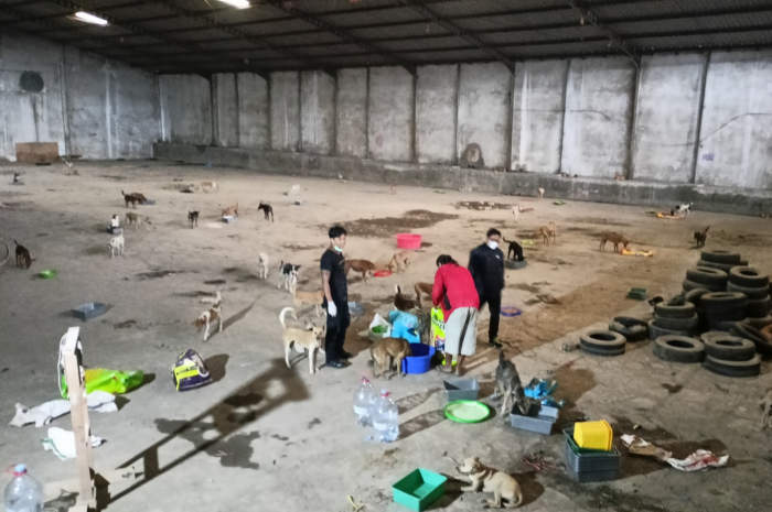 Petugas Dinas Pertanian dan relawan pencinta anjing memberikan pakan kepada ratusan anjing yang masih selamat. ADENNYAR WYCAKSONO/JAWA POS RADAR SEMARANG