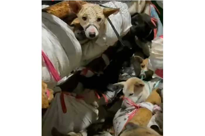 Polisi Amankan Truk Pengangkut 226 Hewan Anjing di Gerbang Tol Kalikangkung, Lima Orang Diperiksa di Polrestabes Semarang. (Istimewa)