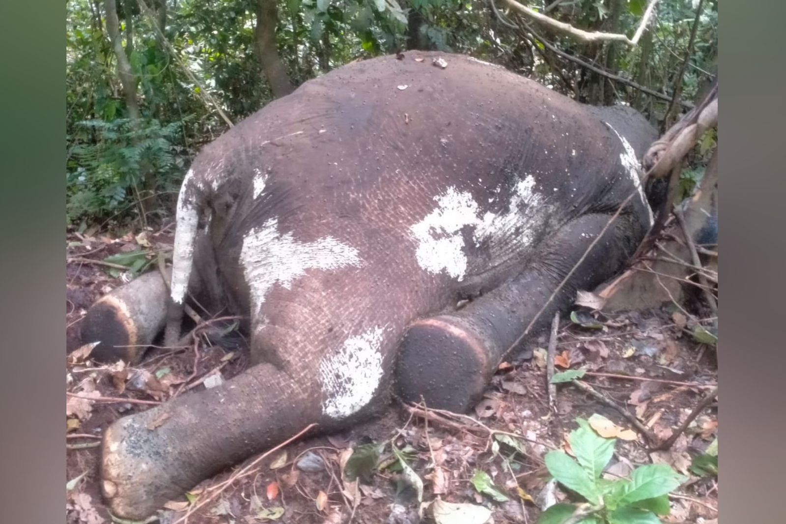 Bangkai gajah yang ditemukan dengan bekas tembakan di kepala
