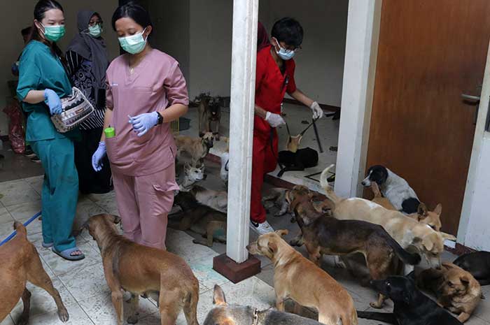 Ratusan anjing yang diselamatkan dari praktik jagal ketika diperiksa di penampungan di Semarang. Nur Chamim/Jawa Pos Radar Semarang