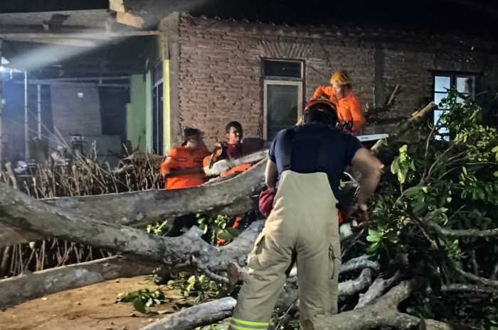 Pohon tumbang usai disapu angin puting beliung di Gedangan dan Sepakung Kabupaten Semarang. Maria Novena/Jawa Pos Radar Semarang