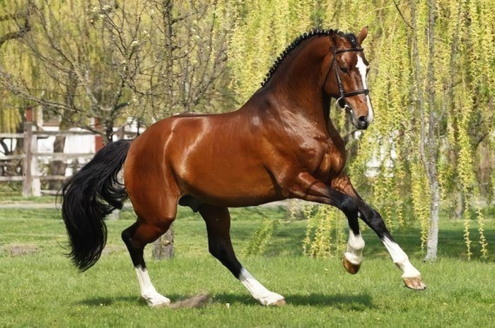 Kuda Thoroughbred.