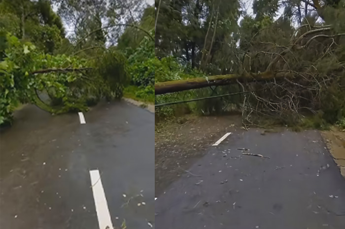 Tangkapan layar, pohon tumbang jatuh ke jalanan.