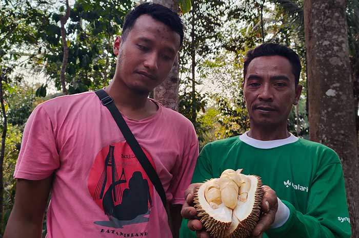 Petani durian saat menunjukkan Durian Bodrex yang baru dipanennya dari pohon.&nbsp;RIYAN FADLI/ JAWA POS&nbsp;RADAR SEMARANG
