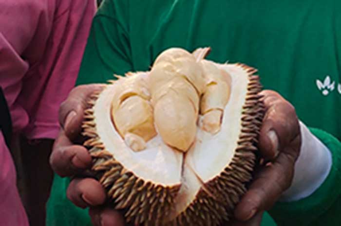 Durian Bodrex asal Batang.&nbsp;RIYAN FADLI/ JAWA POS&nbsp;RADAR SEMARANG