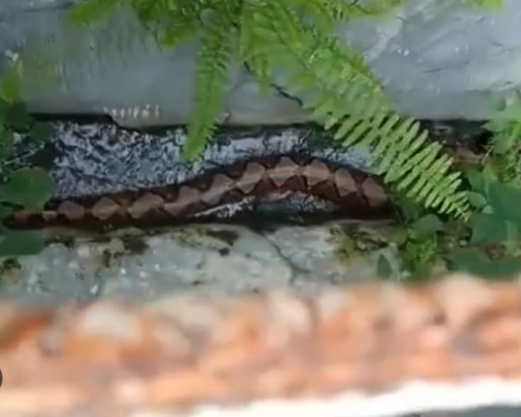 Penampakan ular phyton di Perum Bringin Lestari Ngaliyan Semarang.
