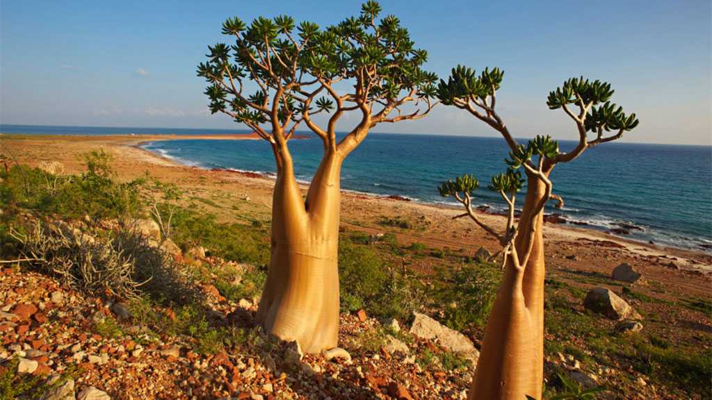 Pulau Socotra Menyimpan Keunikan dan Mitos