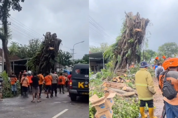 Tangkapan layar video pohon beringin tua kembali berdiri setelah tumbang.
