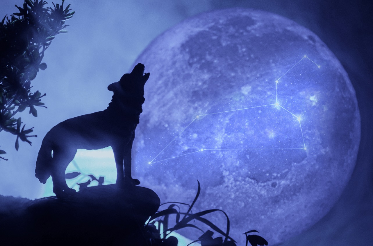 Wolf Moon Java Ternyata Wolf Moon Muncul Malam Tadi, Berikut Ini Penjelasan dan ...