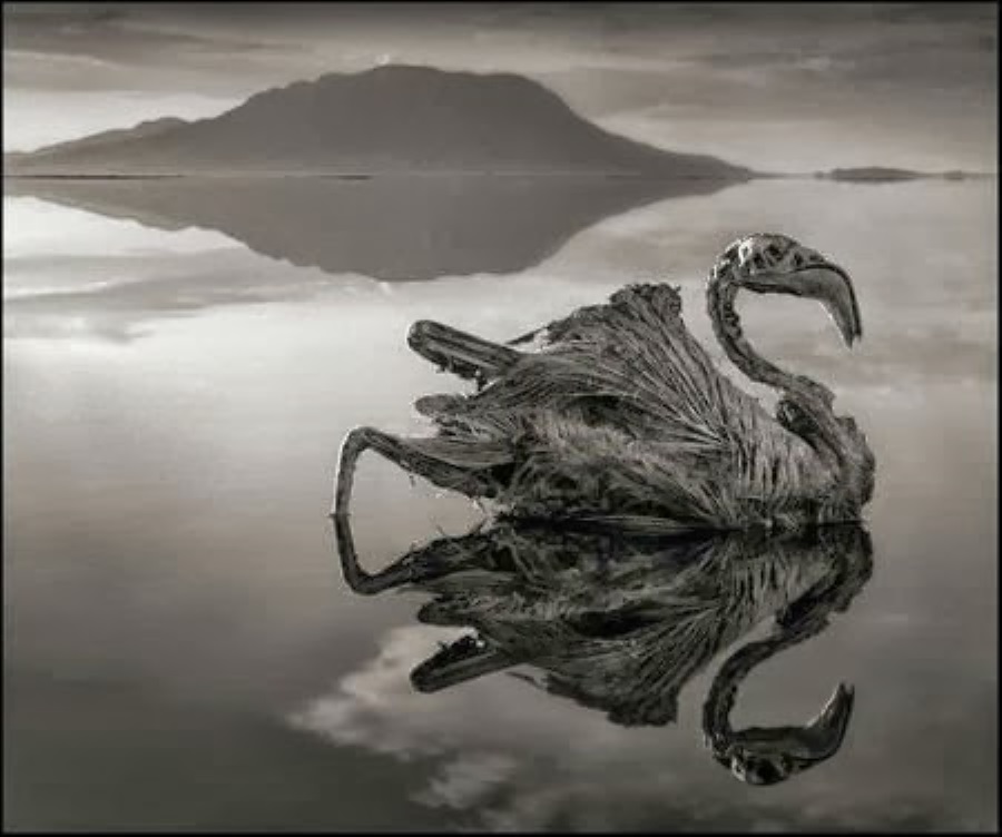 Danau yang bisa mengubah mahluk hidup jadi batu
