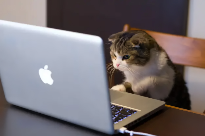 Terpantau seekor kucing sedang memahami jokes KPPS yang heboh di media sosial.