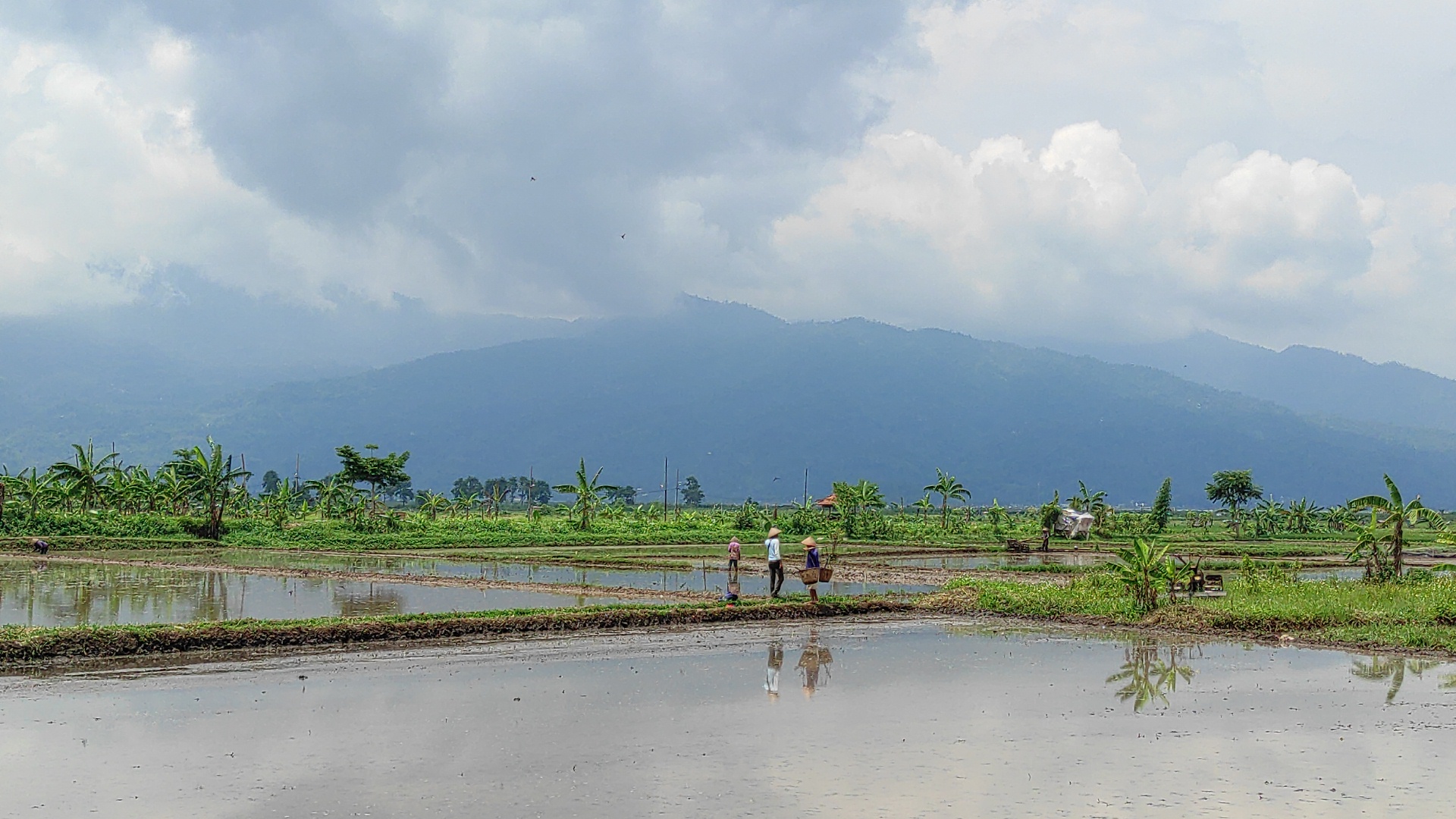 Para petani yang tengah menggarap lahan pertaniannya di Desa Kesongo, Kecamatan Tuntang