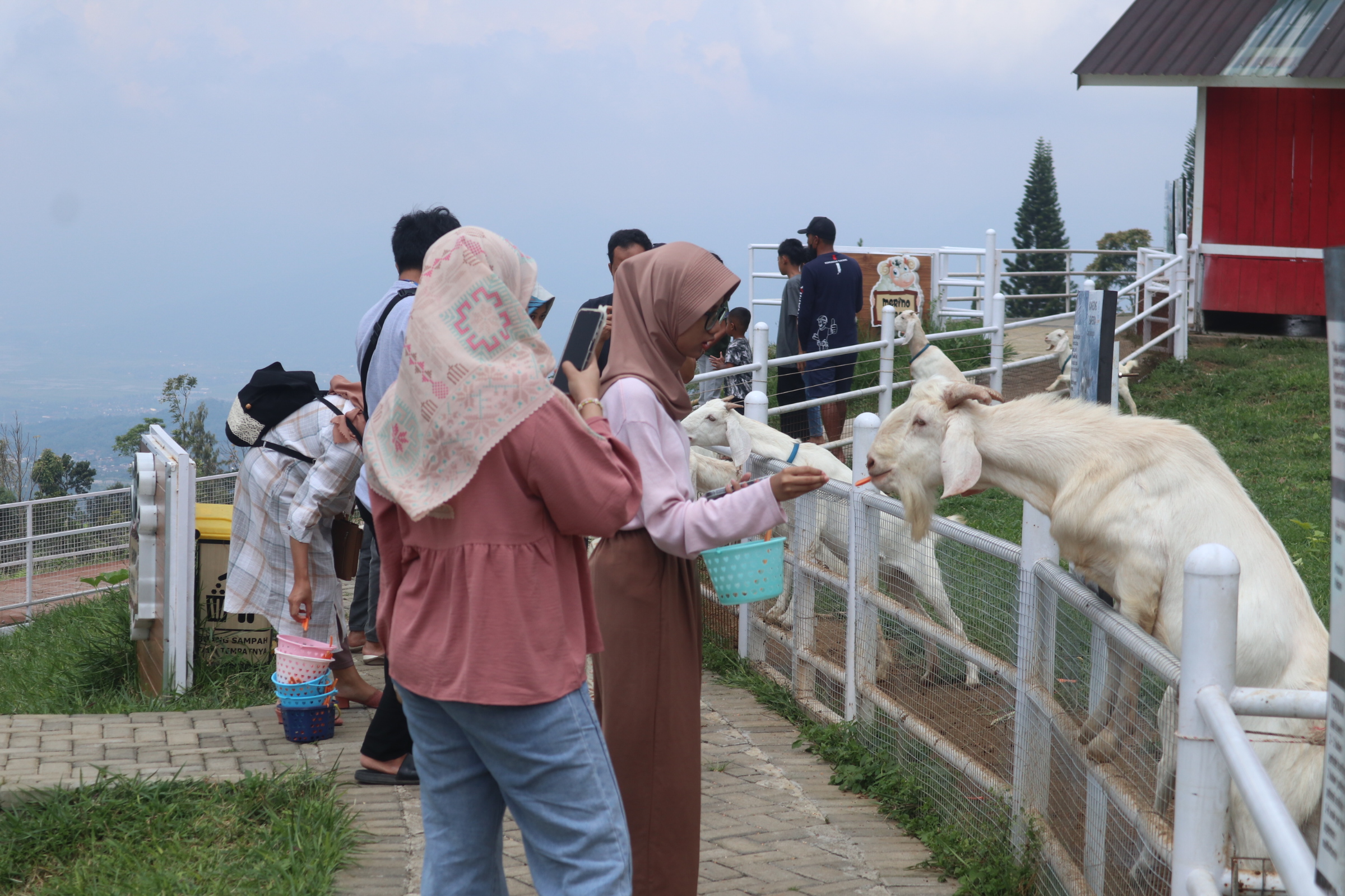 Wisatawan saat memberi makan hewan ternak di Little Ranch, Sidomukti
