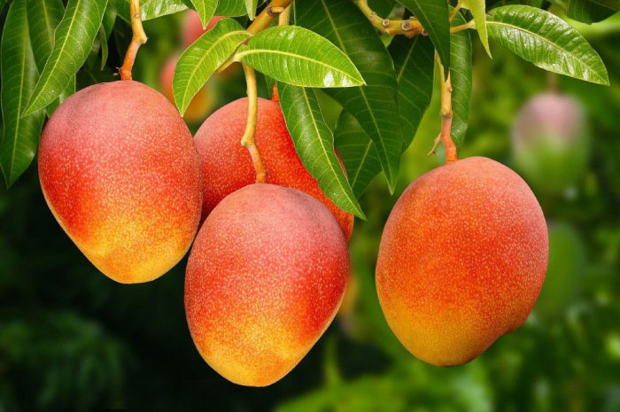 Salah satu jenis buah mangga dengan nama yang unik dan rasanya manis.