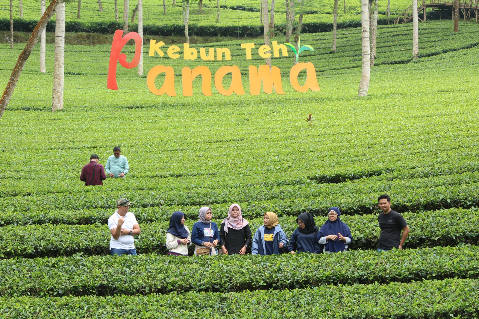 HAMPARAN HIJAU : Kebun Teh Panama berada di Desa Tlogo, Kecamatan Garung, Kabupaten Wonosobo.