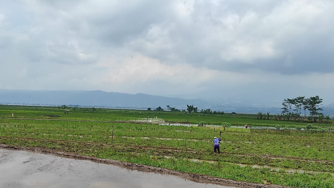 Lahan pertanian yang ada di Desa Kesongo yang berdekatan dengan Danau Rawa Pening