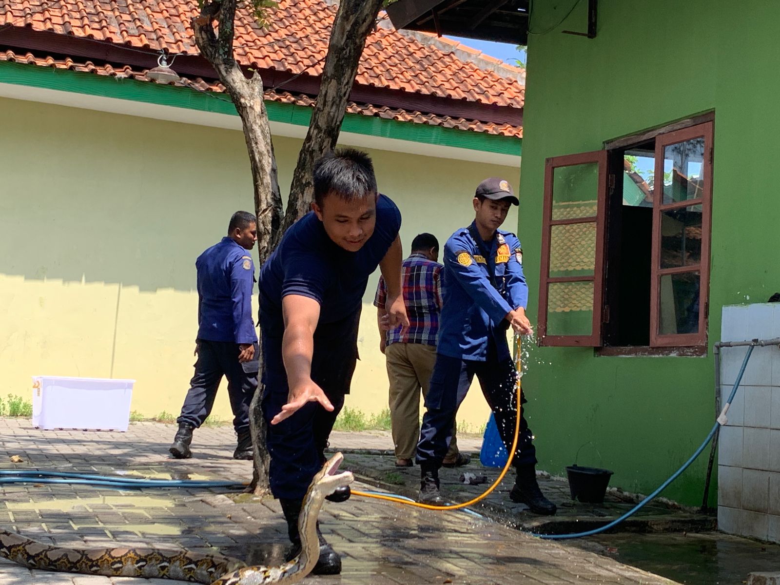 Tim Damkar Kendal saat menunjukkan ular sanca kembang yang berhasil dievakuasi. DEVI KHOFIFATUR RIZQI/ JAWA POS RADAR SEMARANG