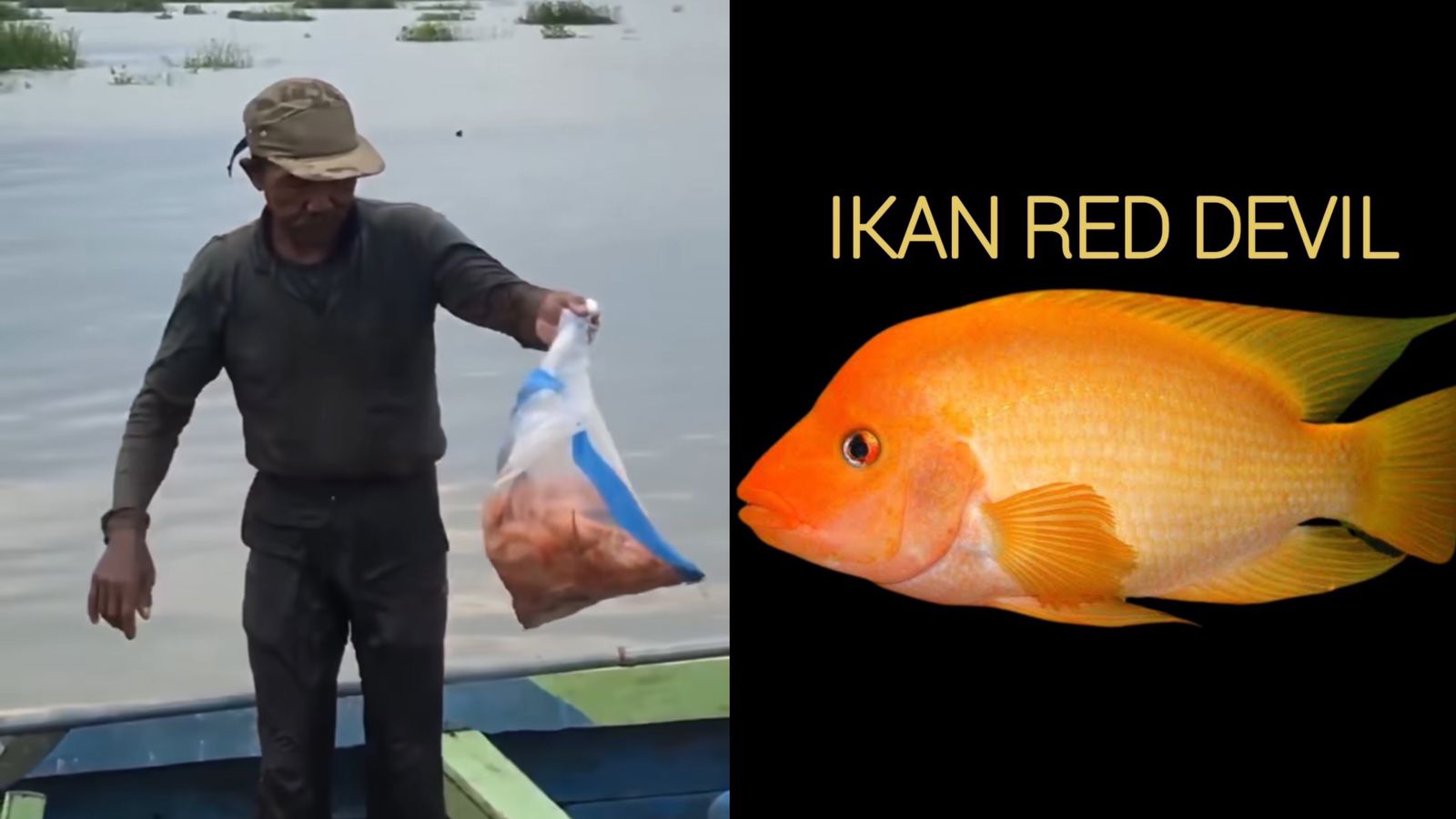 Nelayan di Rawapening mengangkat ikan red devil tangkapannya dan ilustrasi ikan red devil