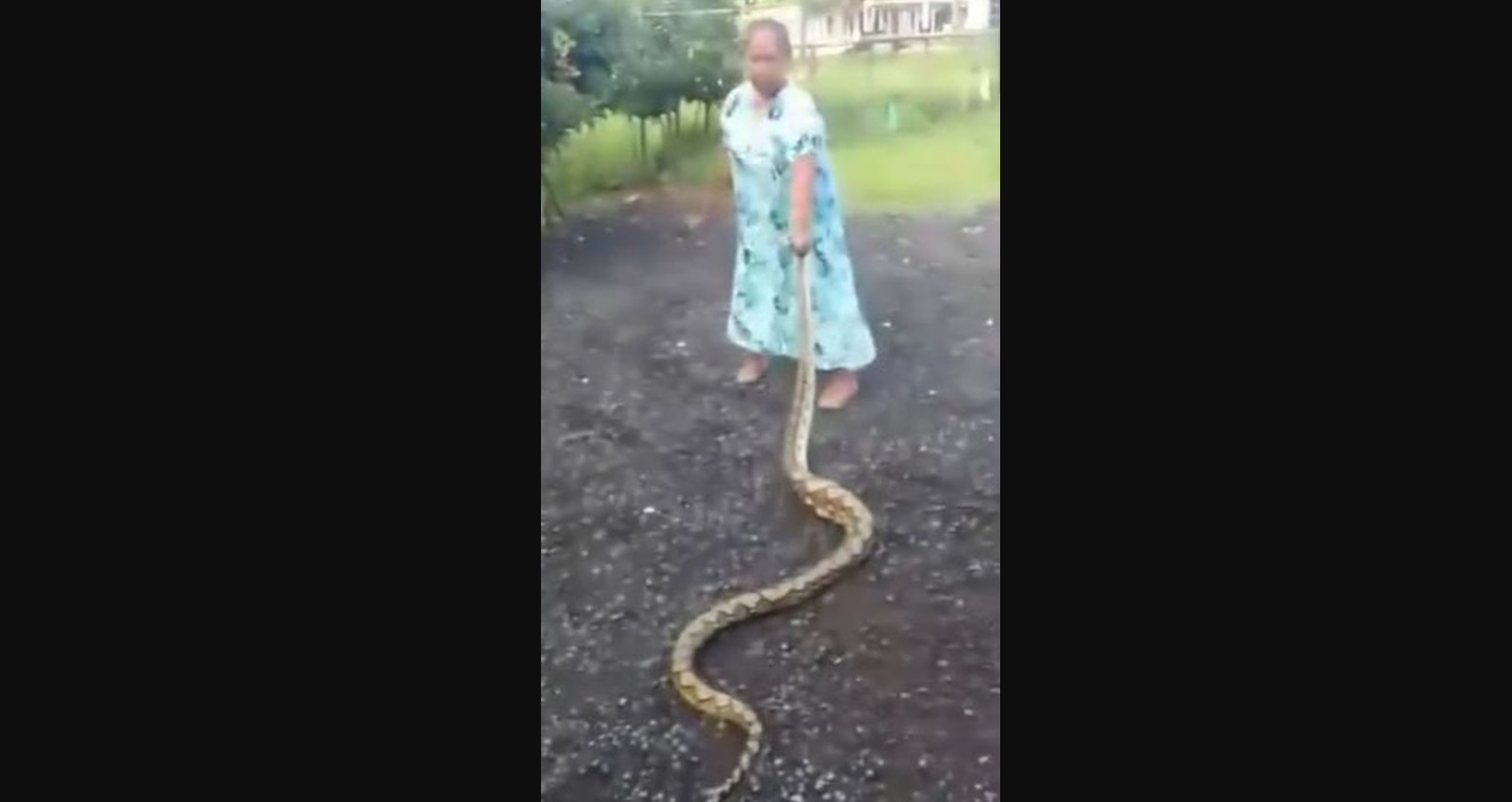 Video Viral Emak-emak Banting Ular