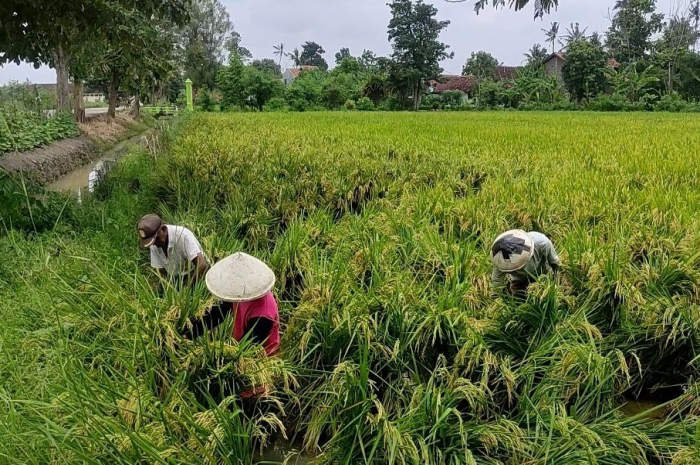 Petani di Kecamatan Kendal segera memanen tanaman padi yang rusak akibat tergenang banjir. DEVI KHOFIFATUR RIZQI/ JAWA POS RADAR SEMARANG