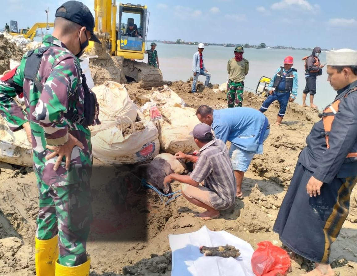 Ritual penutupan tanggul Sungai Wulan dengan menyembelih wedus kendit. (Wahib Pribadi/Jawa Pos Radar Semarang)
