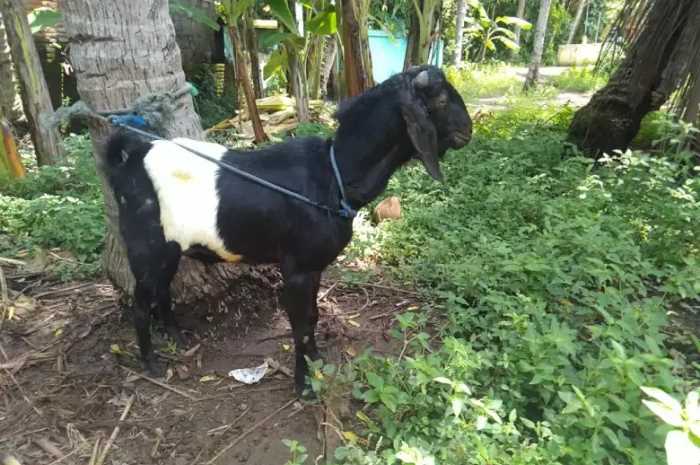 Wedus Kendit (Istimewa)