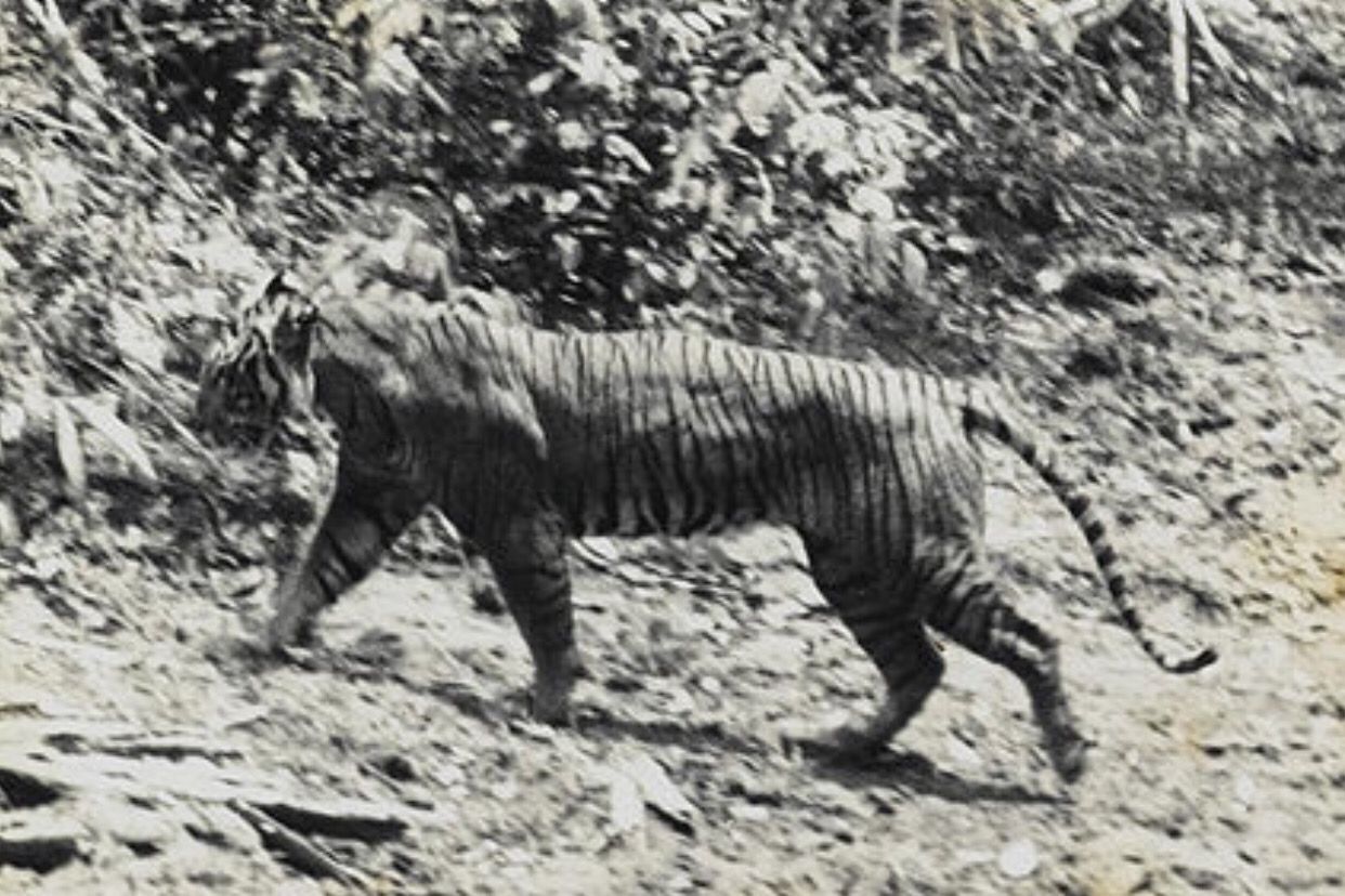 Potret Harimau Jawa (Panthera Tigris Sondaicus)