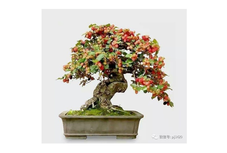 Bonsai Murbei