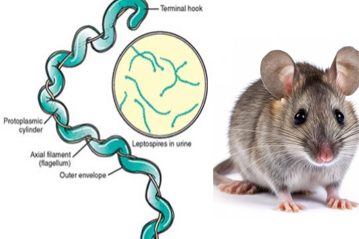 Bahaya penyakit leptospirosis