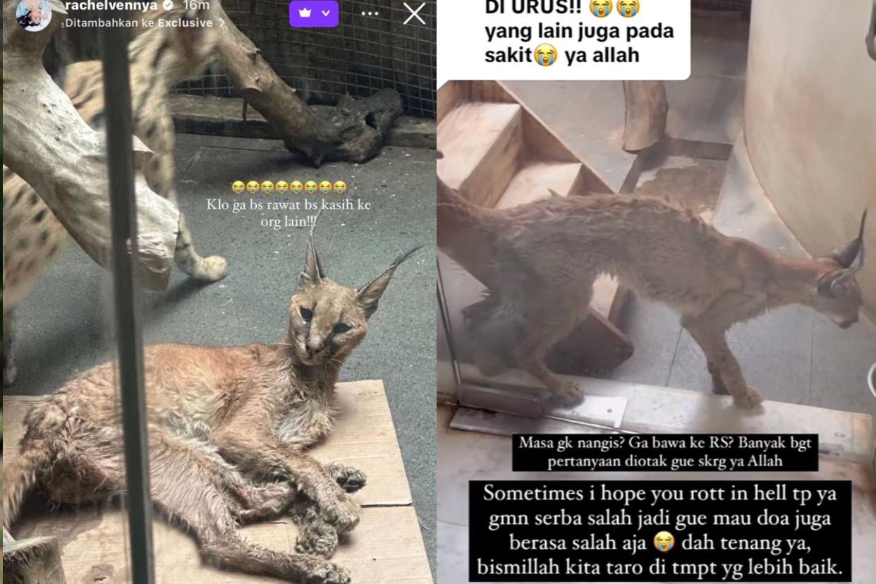 Kondisi Nala, kucing Caracal yang dimiliki oleh selebgram Okin