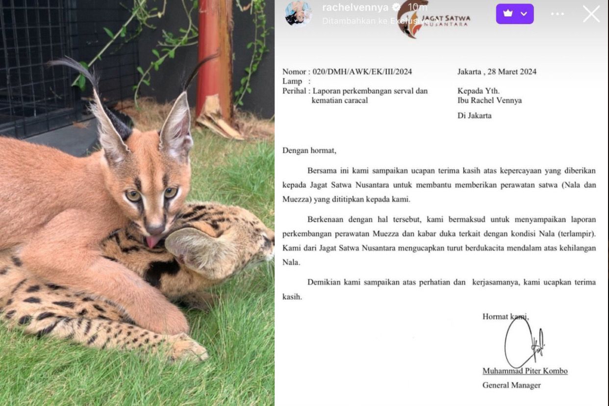 Kematian Nala, kucing Caracal milik Okin yang bikin geger warganet