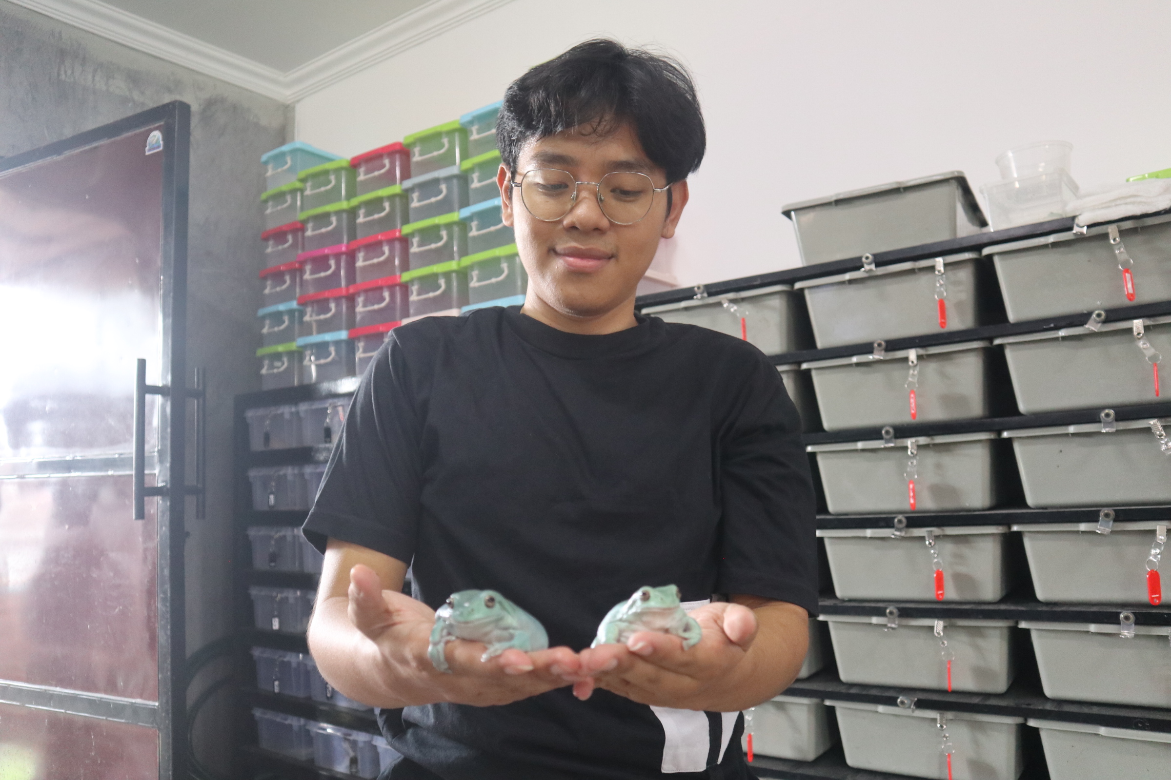 Aldi Tri, owner Reptile Zoy memperlihatkan beberapa jenis kodok yang ada di peternakannya