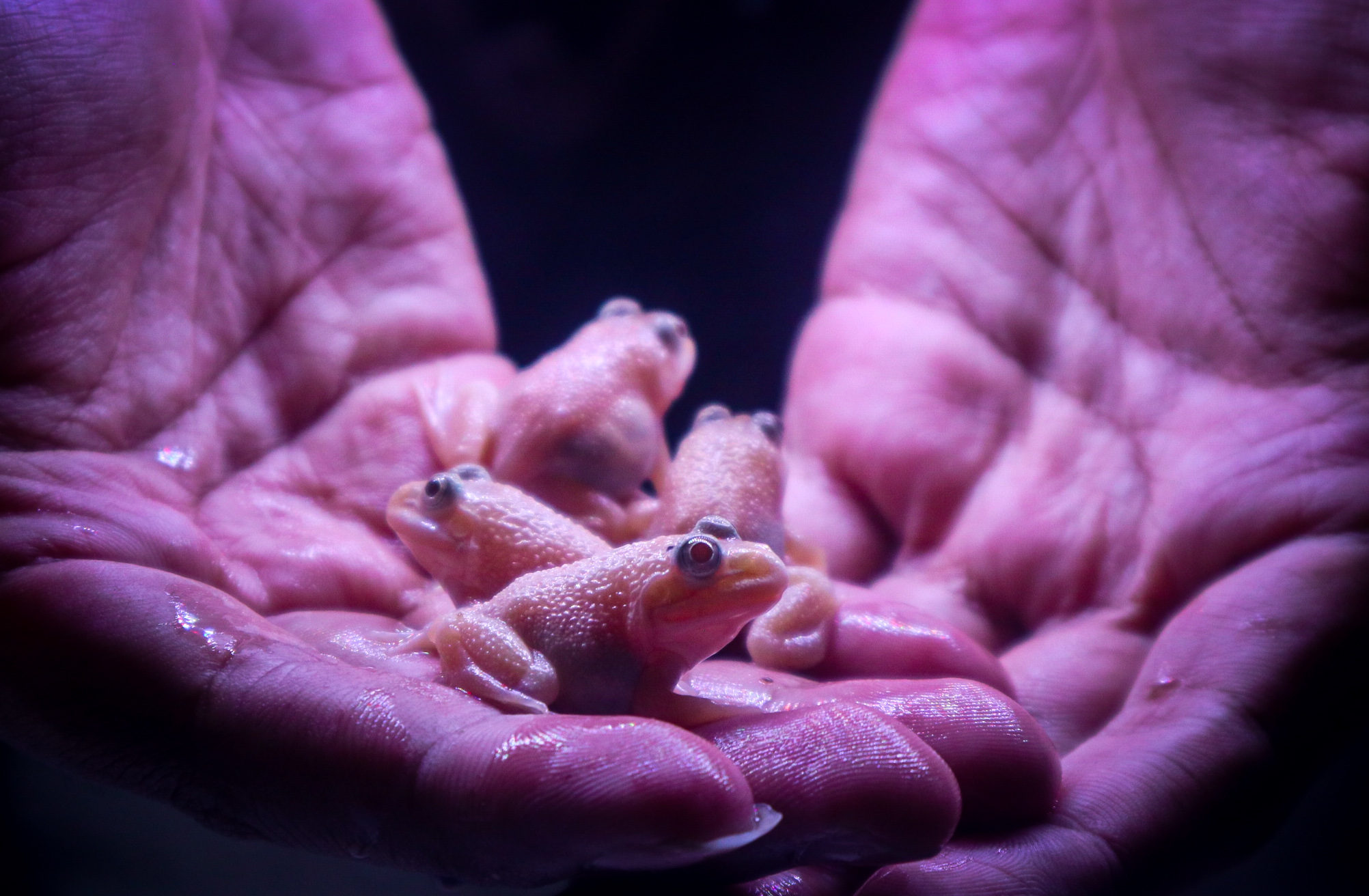 Anakan East Edible Frog yang ada di Reptile Zoy
