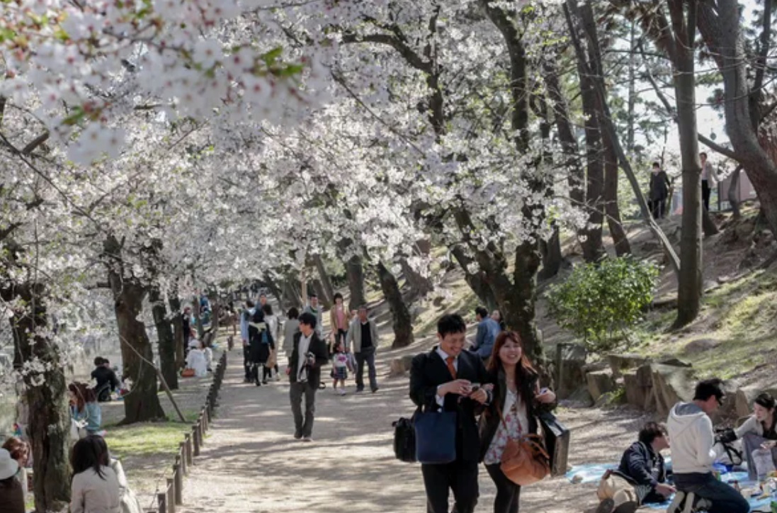 Tradisi menikmati keindahan sakura di Jepang