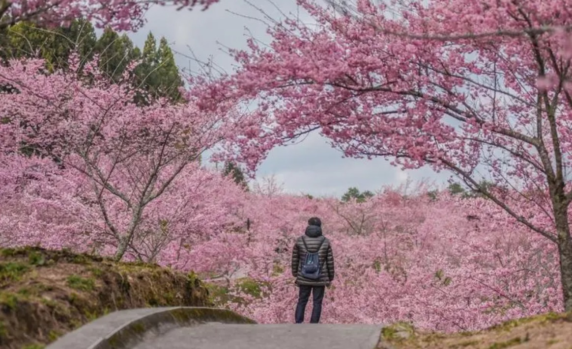 Bunga Sakura di Jepang